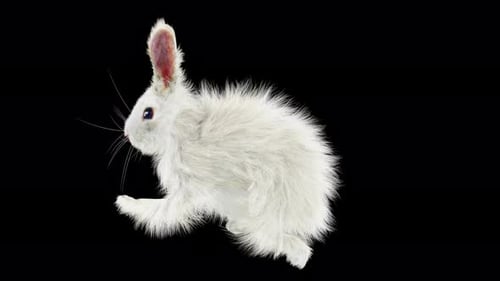 66 Rabbit Sword And Shield Run 4K