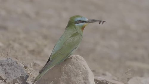 Green Bee-eater With Insect