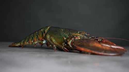 Lobster 89