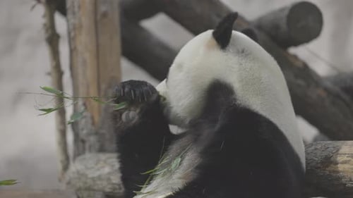 Cute Panda Eating Bamboo Stems
