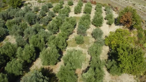 Aerial Olive Oil Land