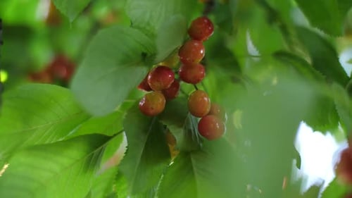 Cerises douces sur une branche dans un jardin
