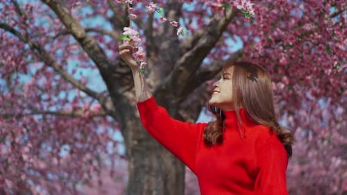 cheerful woman traveler looking cherry blossoms or sakura flower blooming in the park