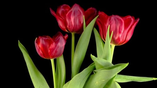 Vibrant Red Tulips Blossoming in Time Lapse