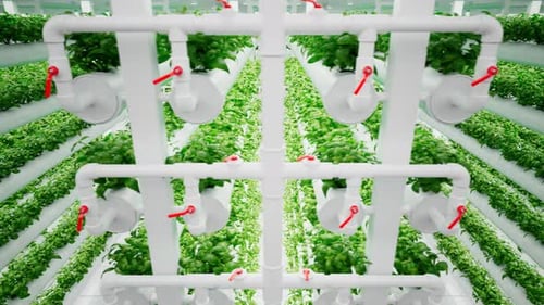 Hydroponic in the greenhouse.Aquaculture. Herb plantation with watering system.