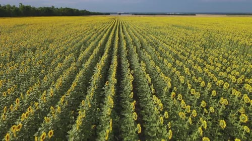 Sunflower Field