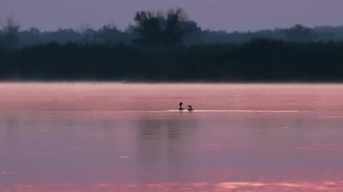 Sunrise over lake, beautiful early morning landscape Waterfowl birds ducks in their habitat at pond
