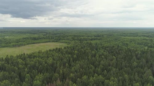 Flight Over the Green Forest