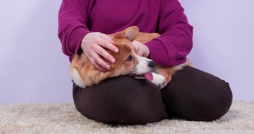 Person Petting Corgi Dog on Lap Indoors