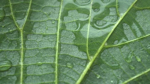 Rotation Wet Green Leaf Tree