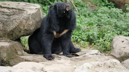 Asian black bear