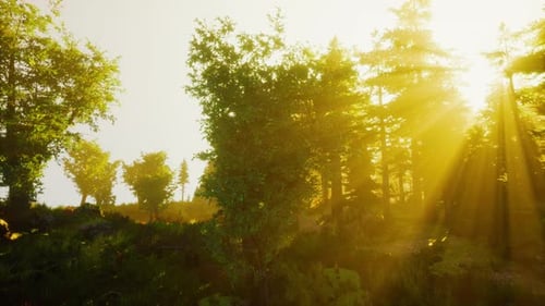 Magic Dark Autumn Forest Scenery with Rays of Warm Light