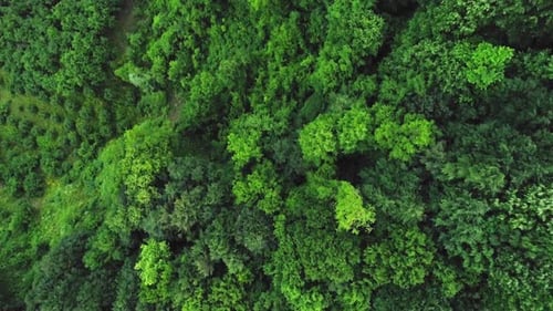 Forest (2.7K)
