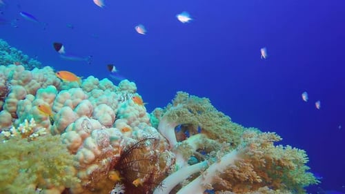 Vibrant Coral Reef Ecosystem with Colorful Fishes