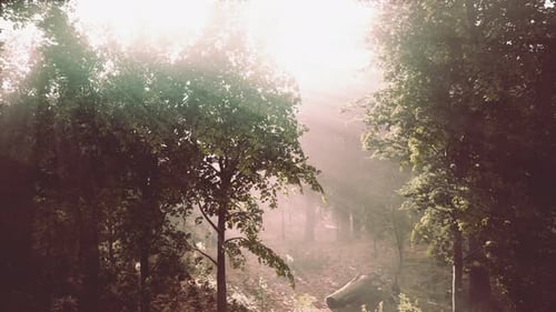 La lumière qui brille dans la nature