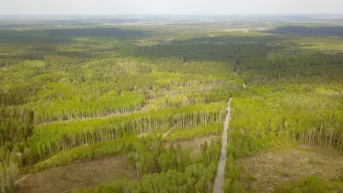 Road In The Pine Forest From Above