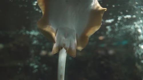 Süßwasseraquarium schöne Rochenfische unter Wasser im frischen Aquariumtank mit grüner Pflanze