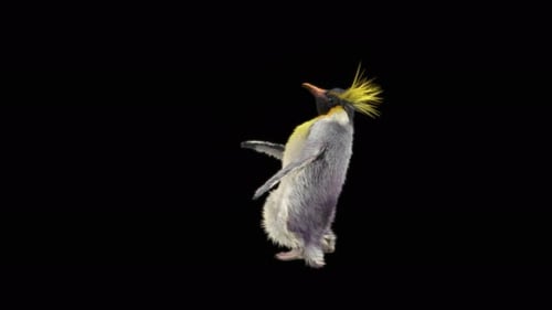 Penguin Dancing 4K