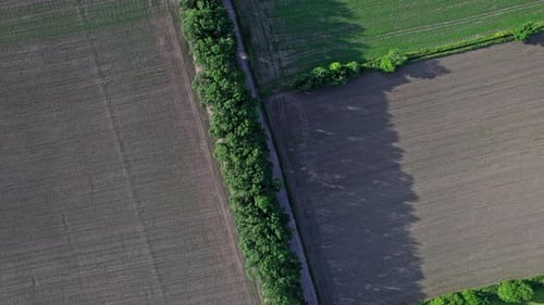 Drone Flies Over Green Agriculture Field