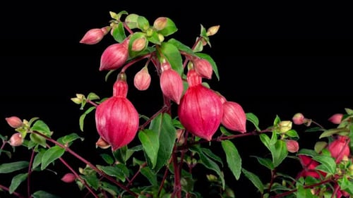 Close Up of Pink Fuchsia Flower with Black Background