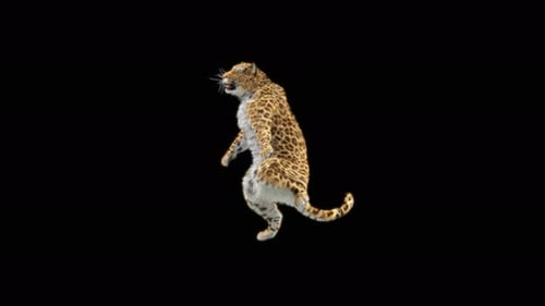 Leopard Dancing 4K