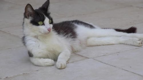 Ängstliche Katze beobachtet um 2