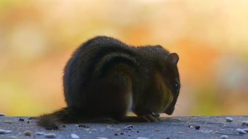 Streifenhörnchen füllt Wangen mit Futter
