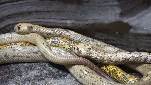 Cobra del Cabo (Naja nivea) serpiente muy peligrosa