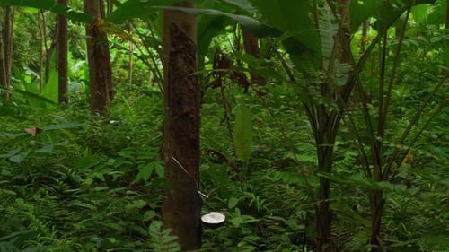 Rubber Tree Sap Collection in Lush Tropical Rainforest