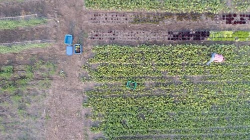 Two farmers working in field near greenhouse