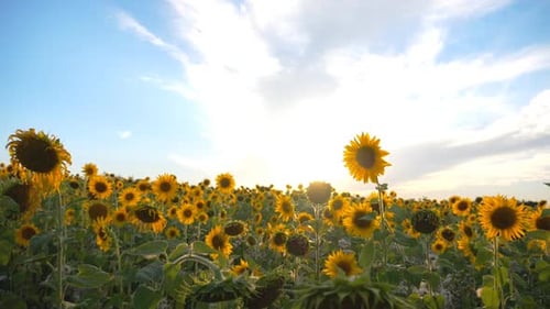 Wunderschöne Naturszene von Wiese mit blühenden Sonnenblumen