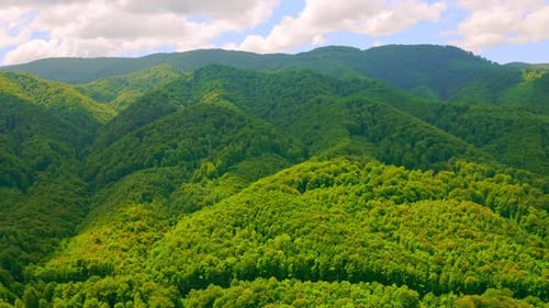 Aerial Panorama Wood Landscape
