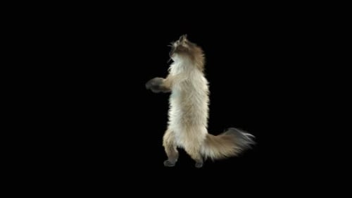 Gato dançando HD