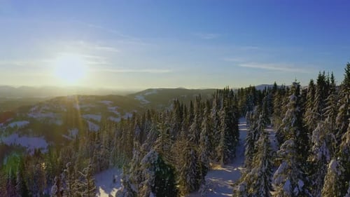 High Snowy Mountain Covered with Evergreen Fir Trees on a Sunny Cold Day