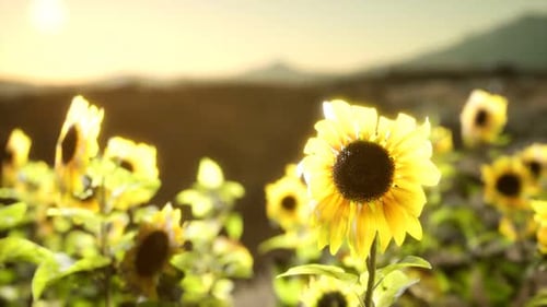 Sunflower Field on a Warm Summer Evening