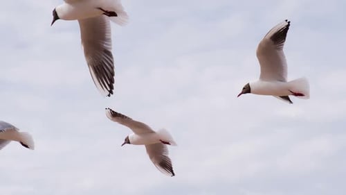 Möwen im Sommerhimmel