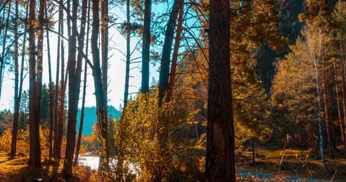 Mountain Evergreen Pine Tree Forest Timelapse at the Summer or Autumn Time
