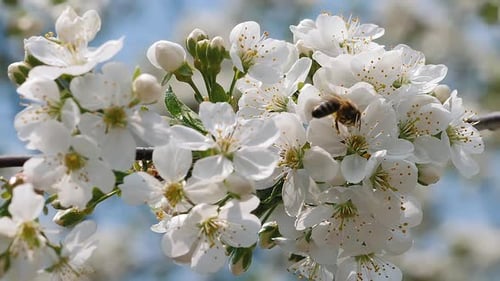 Bee Pollinating Flowers on Tree Branch on Sunny Day