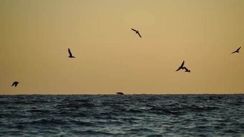 A Flock of Seagulls Fly and Fish in the Sea