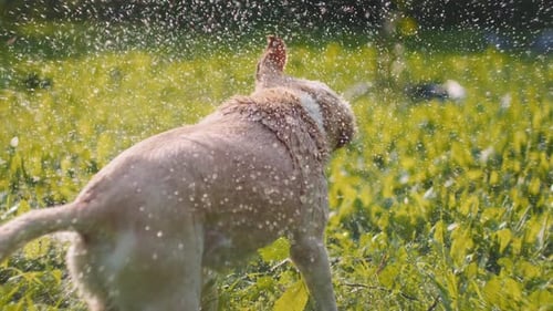 Adorable Beagle-Labrador mix dog shakes off water,after being washed,at sunset