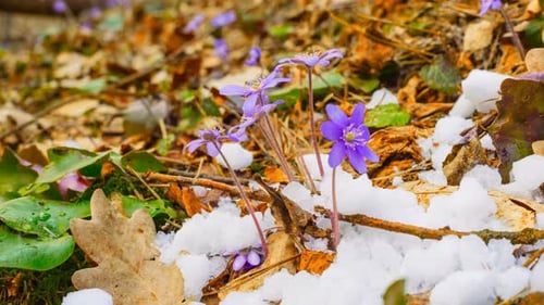 Spring Flowers and Melting Snow