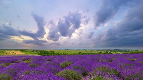 Fluffy Clouds Over A Field Of Lavender