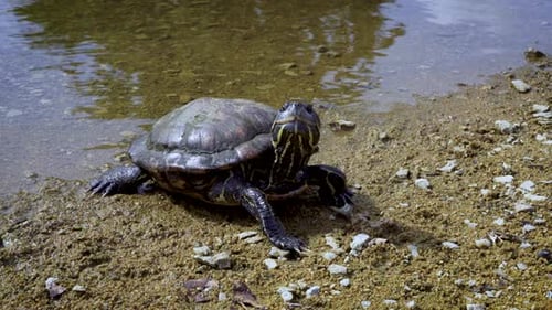 Nahaufnahmen einer Schildkröte (Schildkröte) vor einem Teich. Schöne Details dieses Reptils.