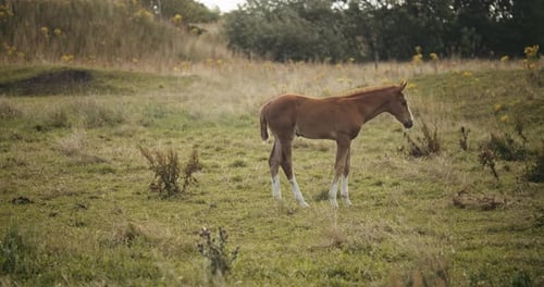Young Horse Foal Standing In Meadow