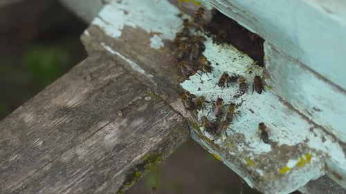 Honey Bees Fly Into Their Wooden Beehive. Waving Wings Carry Flower's Nectar.