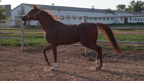 Graceful Horse in Paddock on Farm