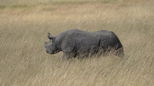 Rhinoceros walking on dry plains