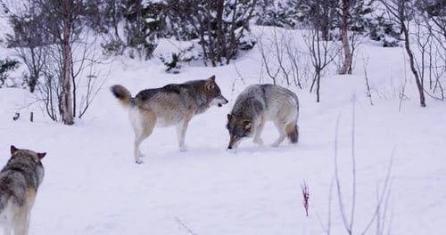 Wolves Interacting in Snowy Winter Forest