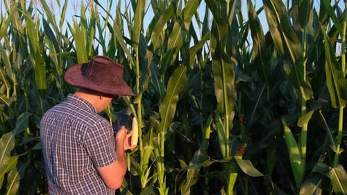 Corn Plantation