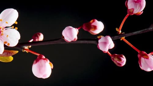 Time Lapse of Flowering Cherry Flowers